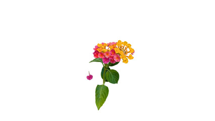 Lantana Flower with Vibrant Pink and Yellow Blooms