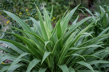 Obraz premium Young Dracaena fragrans Massangeana ornamental trees with lush leaves in a front yard garden