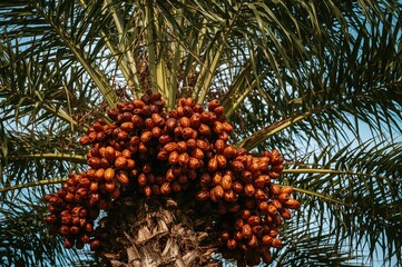 Fototapeta premium Harvesting fruit from a date palm tree