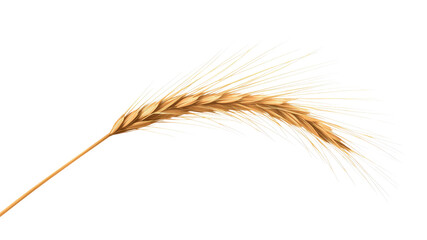 Single Golden Wheat Ear Isolated on Transparent Background