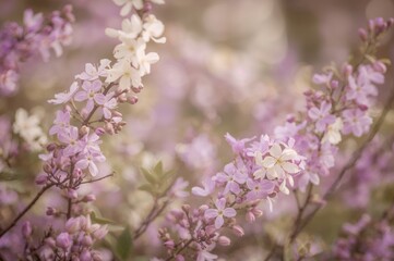 Fototapeta premium Soft Focus Floral Backdrop with Purple and White Blooming Flowers and Space for Text