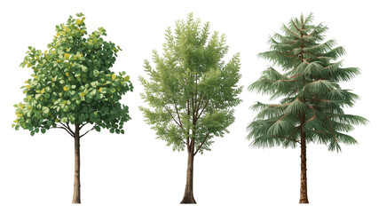 Three Diverse Tree Species Deciduous, Broadleaf, and Coniferous Trees Isolated on Transparent Background
