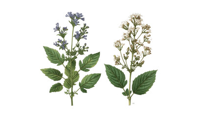 Botanical Illustration of Two Flowering Plants Purple and White