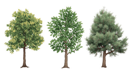 Collection of Three Realistic Digital Trees Deciduous, Evergreen, and Conifer