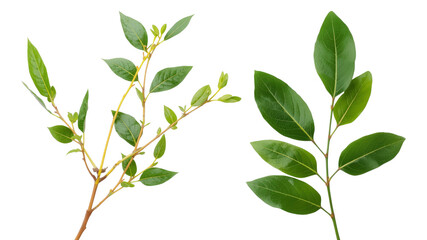 Two Sprigs of Fresh Bay Leaves Isolated on Transparent Background