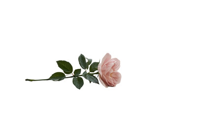 Elegant Single Pink Rose with Stem and Leaves on Transparent Background