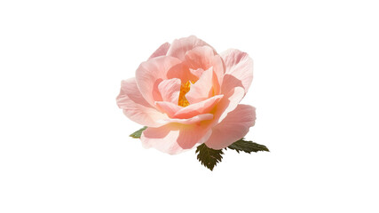 Delicate Peach Rose Blossom Isolated on Transparent Background