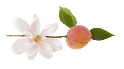 Delicate Magnolia Blossom and Ripe Apricot on Branch