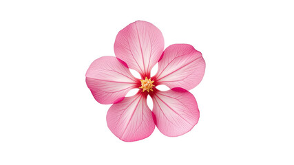 Delicate Pink Flower Blossom on Transparent Background - Isolated Macro Shot