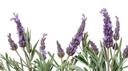 Lavender Flowers Isolated on Transparent Background Aromatic Purple Blooms for Design