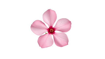 Delicate Pink Flower Blossom on Transparent Background