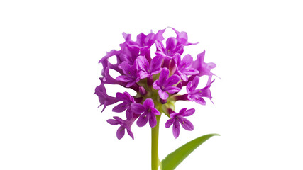 Vibrant Purple Knautia Flower Isolated on Transparent Background