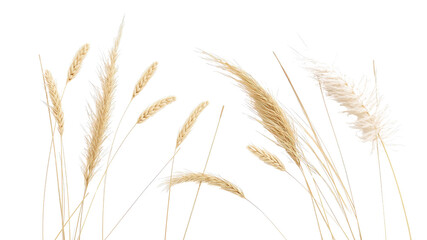 Elegant Collection of Dried Pampas Grass and Wheat Stalks on Transparent Background