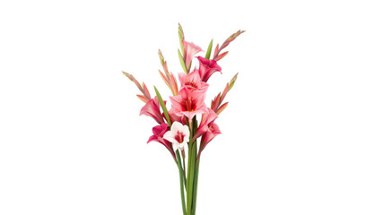 Elegant Pink and White Gladiolus Bouquet on Transparent Background