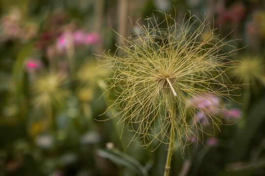 Dodder (Genus Cuscuta): A Parasitic Plant Fully Reliant on Host Plants for Life