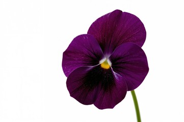 Solitary deep purple blossom on a plain white backdrop