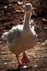 white goose on the sand