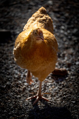 Oranger Buff Orpington