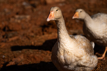Goose