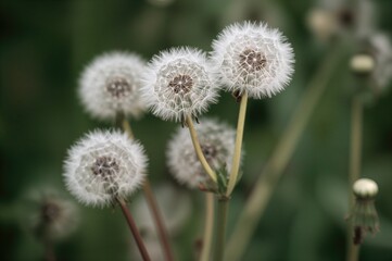 Obraz premium Fluffy white dandelion seeds prepared for dispersal in the summer season