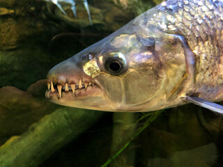 Close-up of a predatory fish with sharp teeth swimming in an aquarium, showcasing its unique features and vibrant scales in a captivating underwater environment