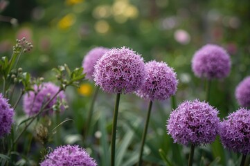 Obraz premium Purple allium blossoms arranged as soft spherical clusters in a garden setting