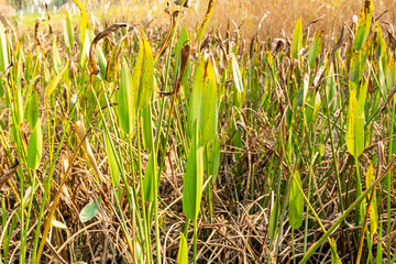 Fototapeta premium Reed plants in Chengdu Jincheng Lake Park