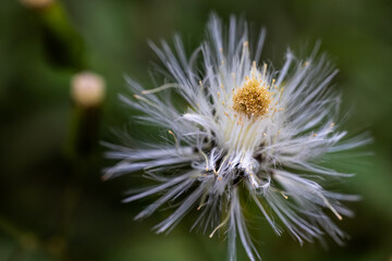 flower of a thistle
