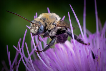 bee on a thistle flower