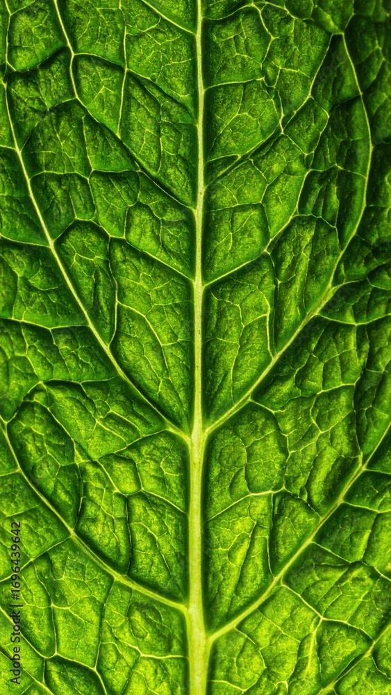 Poster close-up view of green leaf with intricate vein patterns and texture