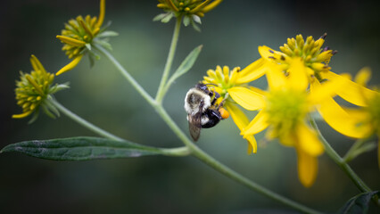 bee on yellow flower