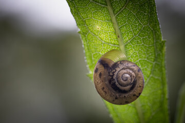 snail on a leaf