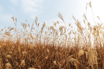 Withered yellow reed plants