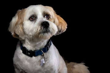 Lhasa Apso portrait
