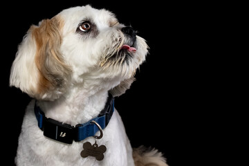 Lhasa Apso portrait