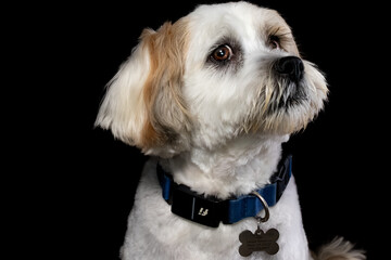 Lhasa Apso portrait