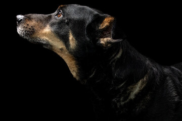 Mutt portrait on black background