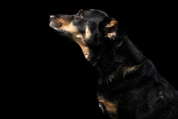 Mutt portrait on black background
