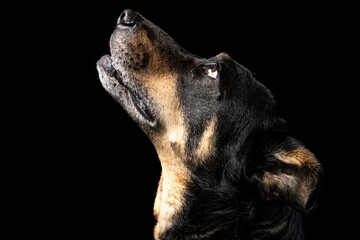 Mutt portrait on black background