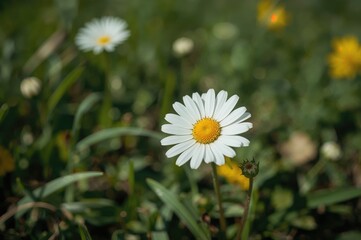 Detailed close-up of a daisy-like bloom
