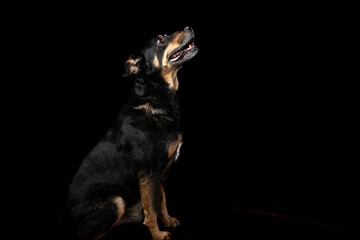 Mutt portrait on black background