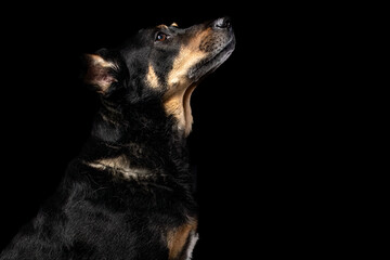 Mutt portrait on black background