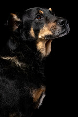 Mutt portrait on black background