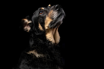 Mutt portrait on black background