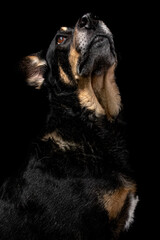 Mutt portrait on black background