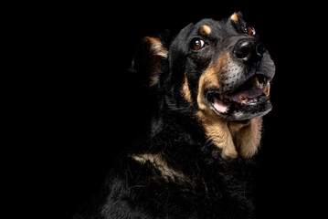 Mutt portrait on black background