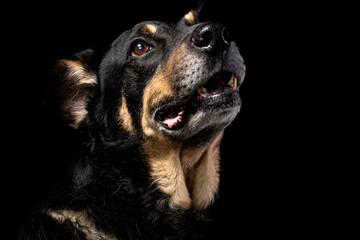 Mutt portrait on black background