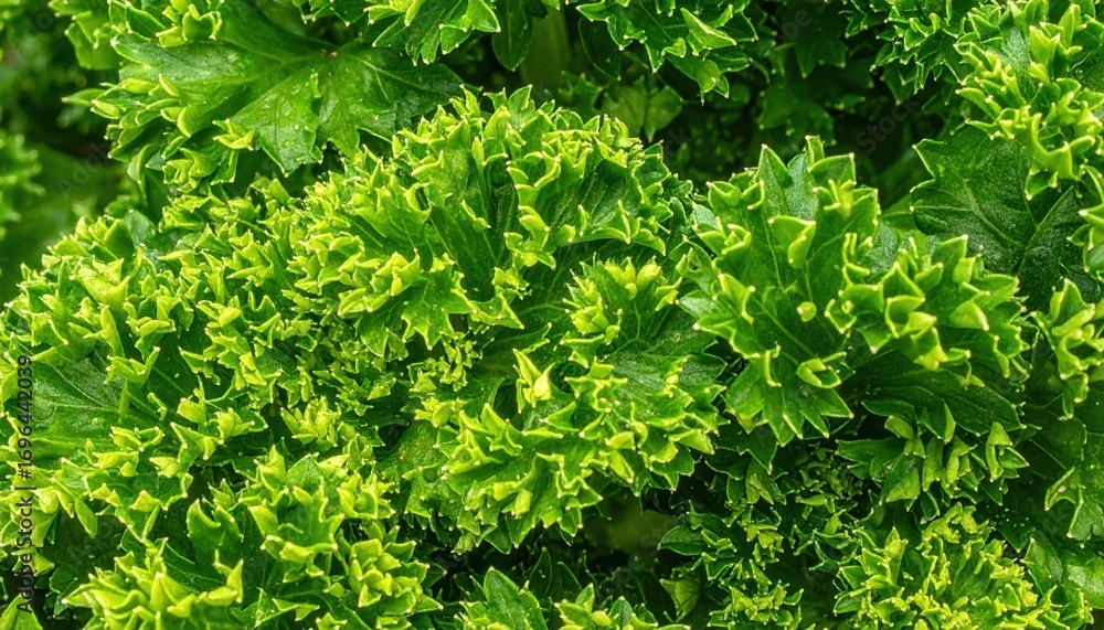 Poster lush green foliage with intricate leaf patterns and textures