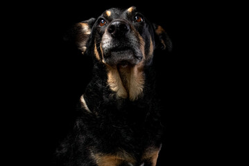 Mutt portrait on black background