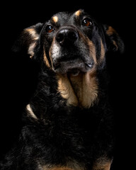 Mutt portrait on black background